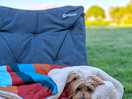 Cosy dog