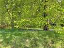 Bluebells in full bloom