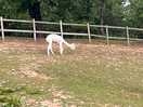 Another alpaca