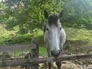 Horses along border of site