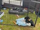 The pups chilling in the awning
