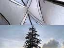 Tent roof and site pine