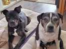 My 2 dogs
