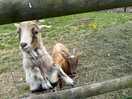 Goats