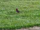 Had a lovely little visitor