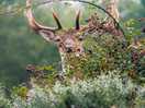 A stag right outside of our van!