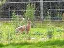 Wildlife