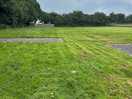 Long grass