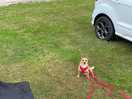 Dog friendly