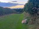 Dog walking