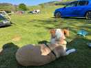 Tent field
