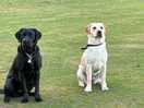 Our 1 year old dogs betsy and bailey