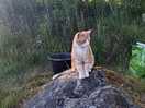 Tom cheddar! the local cat