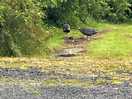 Guinea fowl
