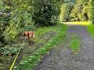 The path for a fabulous dog walk