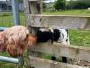 Friendly farm animals.
