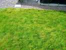 Slope down to awning where i slipped down on the wet grass