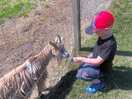 Kids loved feeding time