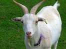 Goat on the farm