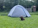 Dog friendly