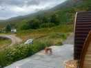 Spaniel rosie loving the view