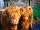 The coos were loving having their photo taken