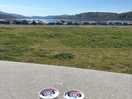 Doggy ice creams