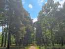Local walk