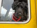 My dog