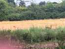 The deer in the field next to the campsite.