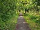 The woodland walk