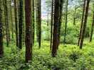 Lovely forest walk