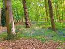 Forest walk nearby