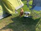 The on-site chicken came to say hello