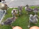 Ducks at my feet