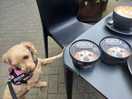 Local ice cream for the dogs
