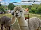 Friendly alpacas