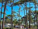 Love the tall trees of the camp