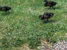 Ducklings passing the pitch