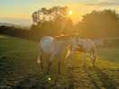 Horses