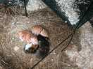 Gingers new babies hard not to wanna take home