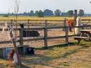 Rescue animals nearby