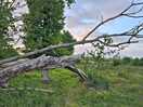 Rewilding area