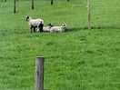 Lovely lambs