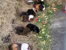 Guinea pigs