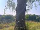 Tree on site