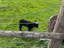 Farm animals