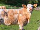 Local farm animals