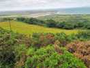 Looking at the estuary