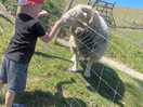 Animals were very friendly